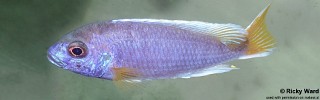 Pseudotropheus sp. 'acei' Chimwalani (Eccles) Reef.jpg
