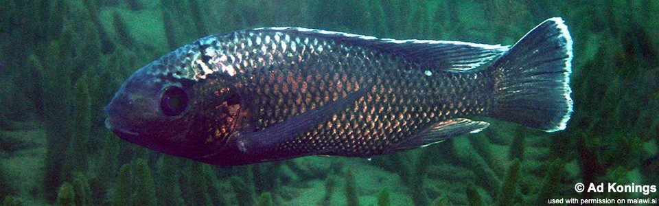 Oreochromis squamipinnis 'Chinuni'