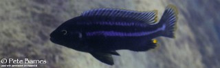 Melanochromis heterochromis 'Chinyamwezi Island'.jpg