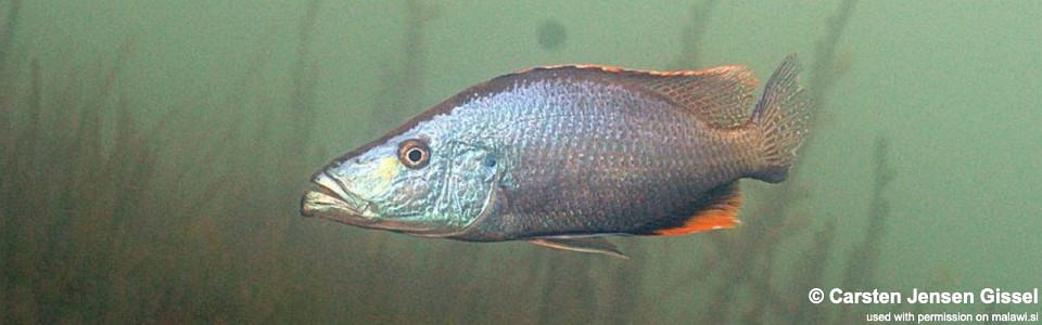Dimidiochromis compressiceps 'Chiofu'