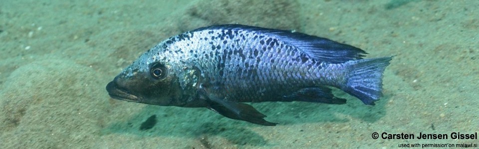 Fossorochromis rostratus 'Chiofu Bay'