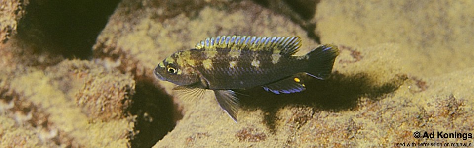 Melanochromis baliodigma 'Chiofu Bay'