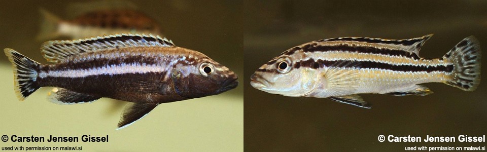 Melanochromis simulans 'Chiofu'