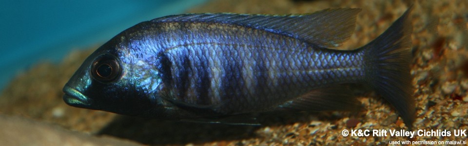 Placidochromis electra 'Chiofu'