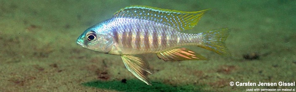 Placidochromis sp. 'electra mozambique' Chiofu Bay