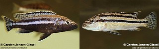 Melanochromis simulans 'Chiofu'.jpg