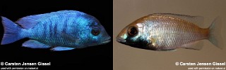 Placidochromis sp. 'phenochilus gissel' Chiofu Bay.jpg