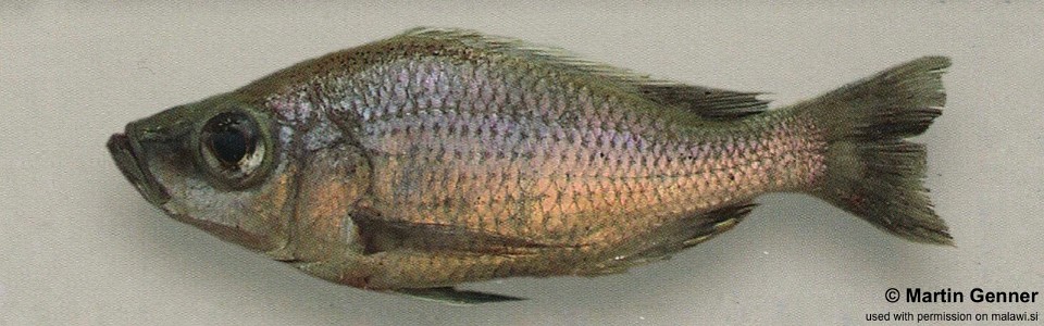 Diplotaxodon sp. 'similis white-back south' Chipoka