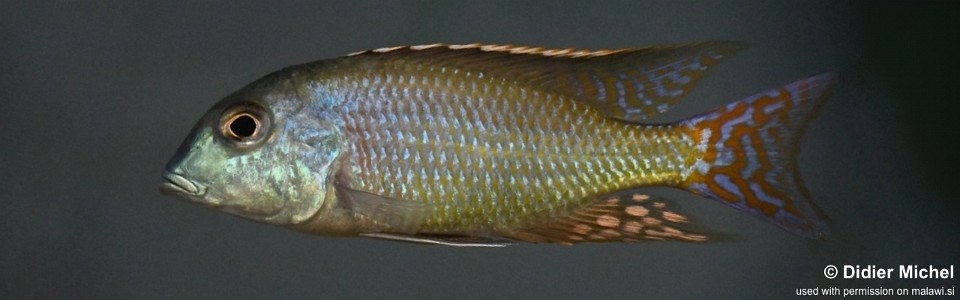 Lethrinops marginatus 'Chipoka'