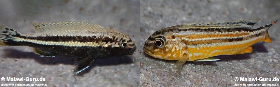 Melanochromis auratus 'Chipoka'