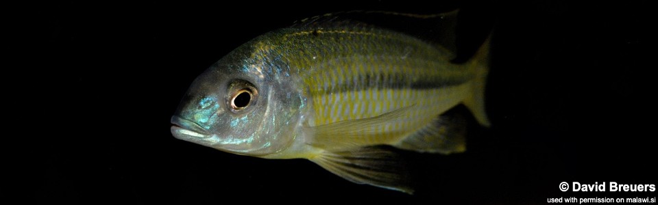 Nyassachromis nigritaeniatus 'Chipoka'