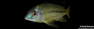Nyassachromis nigritaeniatus 'Chipoka'.jpg
