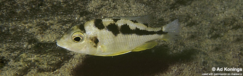 Mylochromis mola 'Chirwa Island'