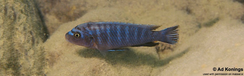 Pseudotropheus fuscus 'Chirwa Island'