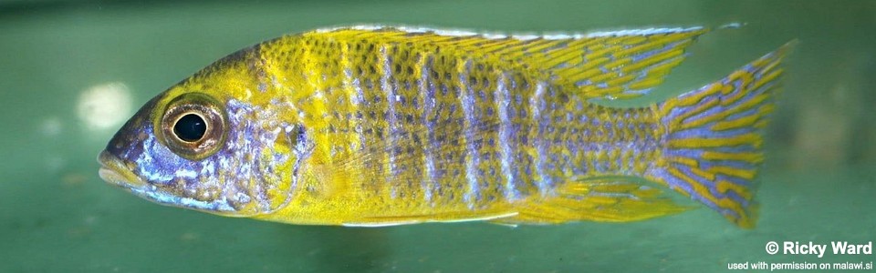 Aulonocara sp. 'stuartgranti maleri' Chitseko Reef