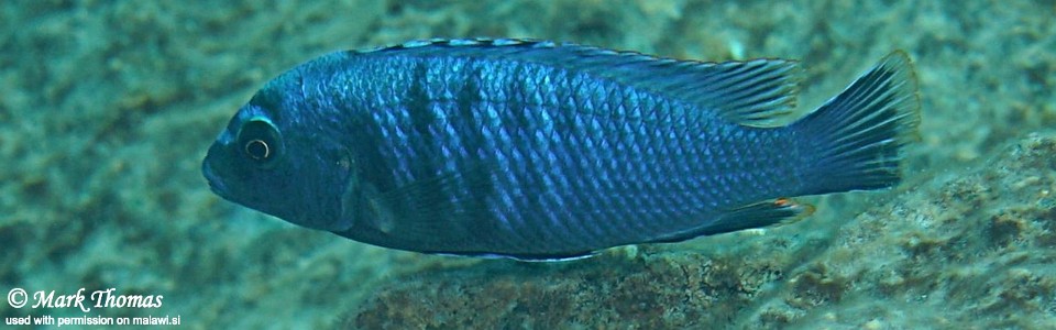 Labidochromis gigas 'Chiwi Rocks'