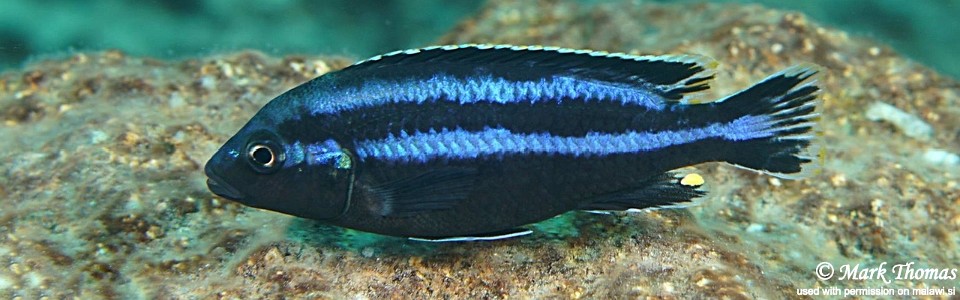 Melanochromis loriae 'Chiwi Rocks'