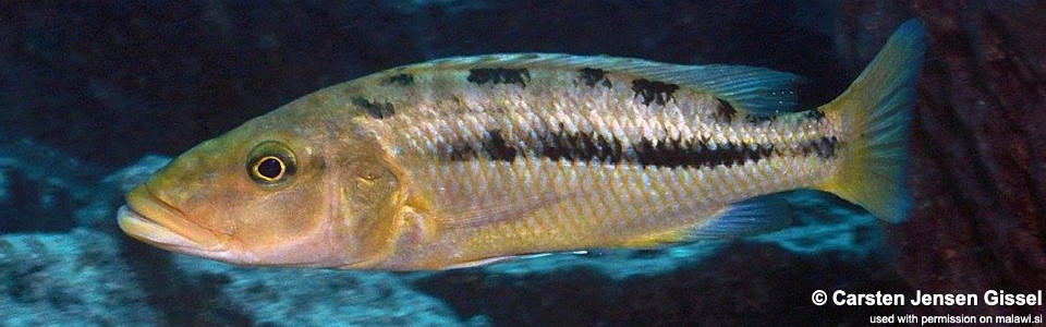 Tyrannochromis macrostoma 'Chiwi Rock'