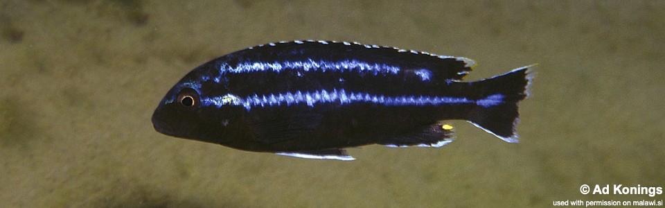 Melanochromis loriae 'Chiwindi'