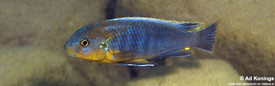 Pseudotropheus sp. 'lucerna blue tanzania' Chiwindi