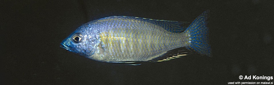 Nyassachromis purpurans 'Chizi Point'