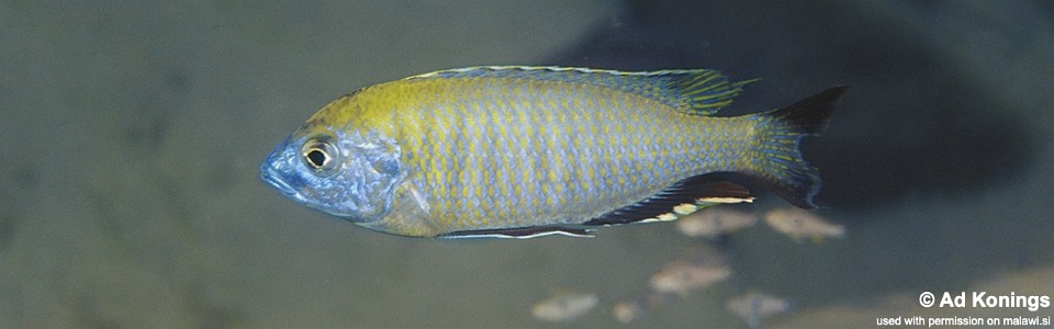 Nyassachromis prostoma 'Chuanga'