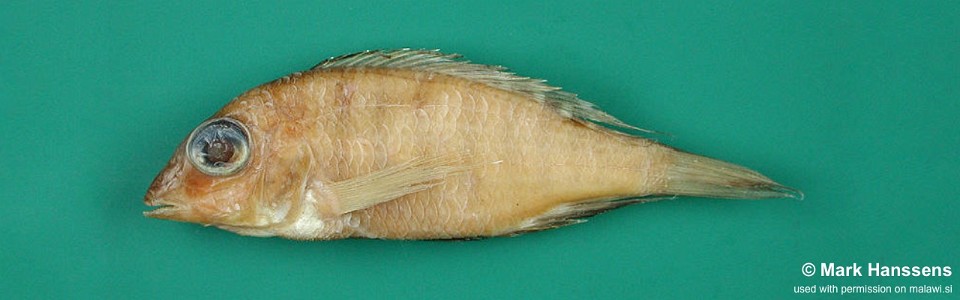 Placidochromis ordinarius 'Chuanga'