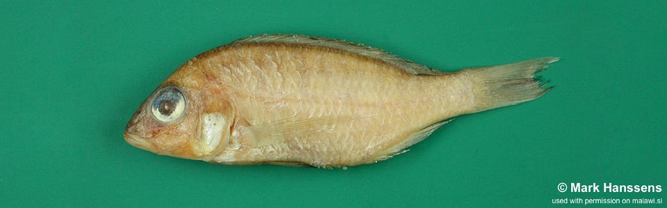 Placidochromis pallidus 'Chuanga'