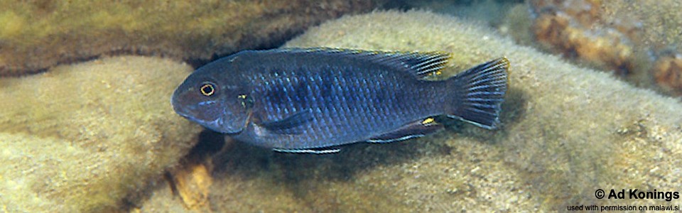 Pseudotropheus sp. 'lucerna blue mozambique' Chuanga