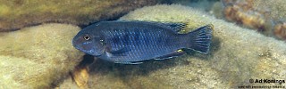 Pseudotropheus sp. 'lucerna blue mozambique' Chuanga.jpg