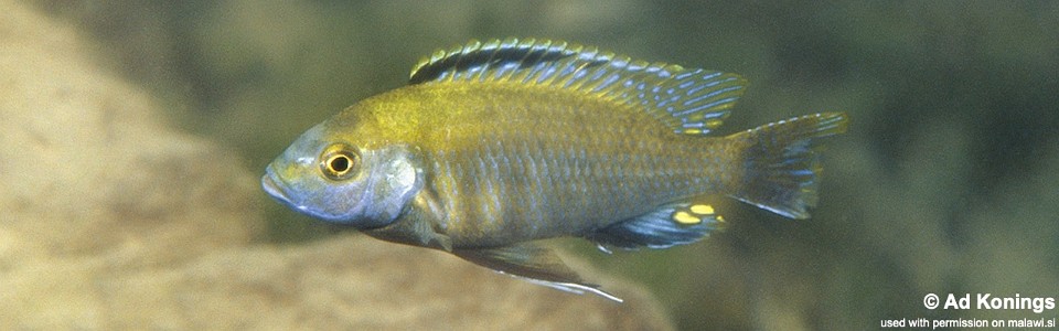 Cyathochromis obliquidens 'Cobwe'