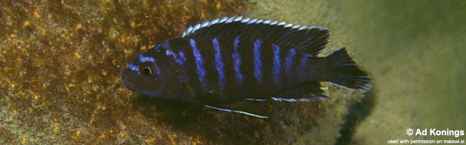 Labidochromis sp. 'lividus mozambique' Cobwe