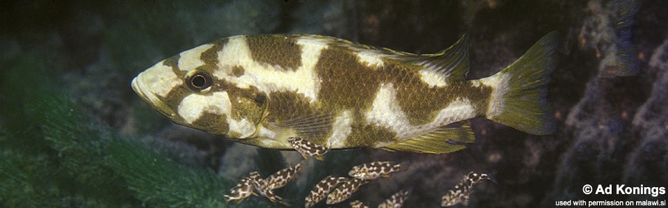 Nimbochromis livingstonii 'Cobwé'