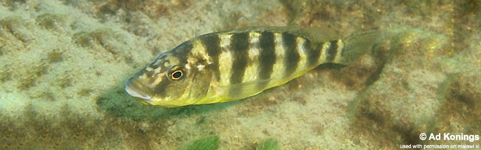 Placidochromis johnstoni 'Cobwé'