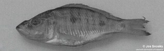 Stigmatochromis sp. 'big-head' Domira Bay.jpg