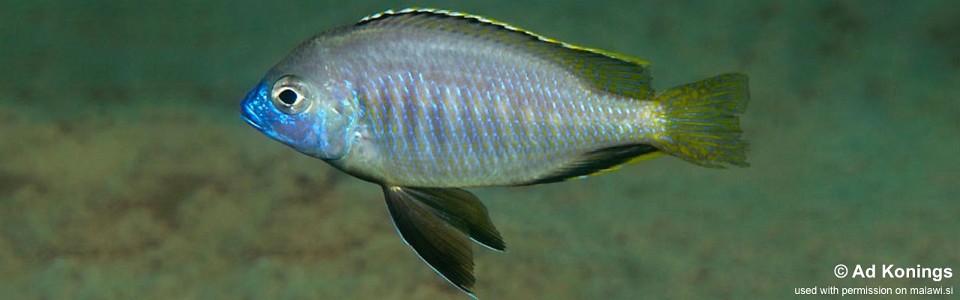 Mylochromis sp. 'mollis gallireya' Gallireya Reef