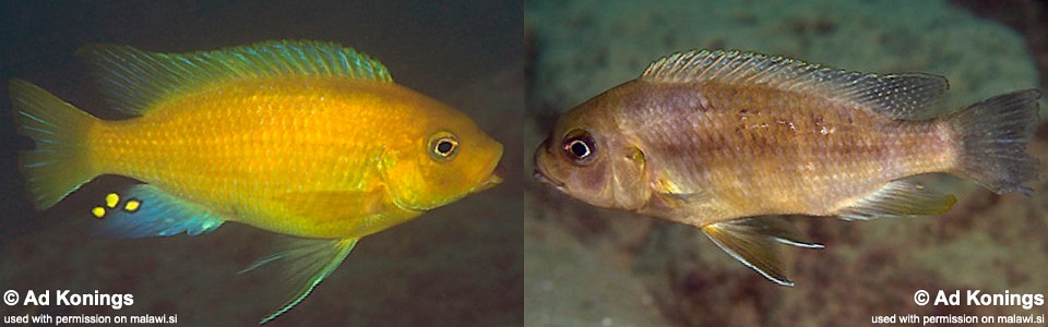 Petrotilapia xanthos 'Gallireya Reef'