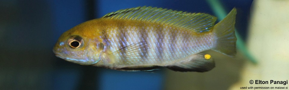 Tropheops sp. 'macrophthalmus chitimba blue' Gallireya Reef