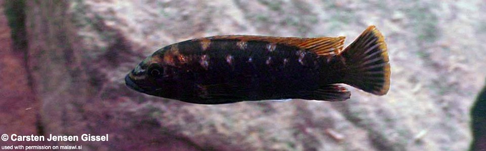 Melanochromis baliodigma 'Gome'