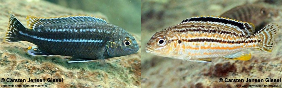 Melanochromis dialeptos 'Gome Rock'