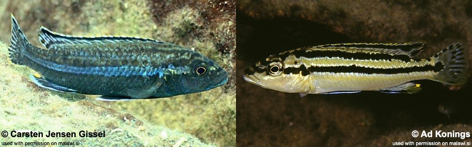 Melanochromis simulans 'Gome Rock'