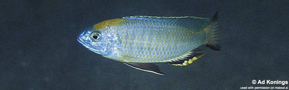 Nyassachromis prostoma 'Gome'