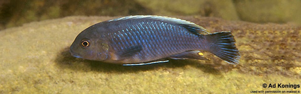 Pseudotropheus sp. 'lucerna blue mozambique' Gome