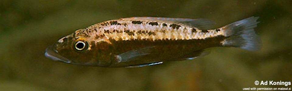 Tyrannochromis macrostoma 'Gome'