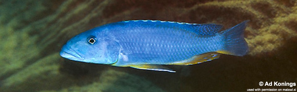 Tyrannochromis maculiceps 'Gome'