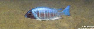 Placidochromis electra 'Gome'.jpg