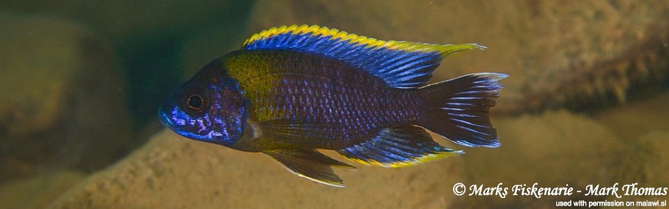 Aulonocara sp. 'lwanda' Hai Reef