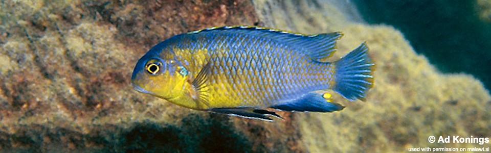 Tropheops sp. 'yellow chin' Hai Reef
