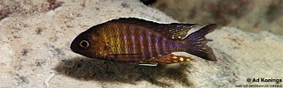 Aulonocara sp. 'chitande type mozambique' Hai Reef.jpg