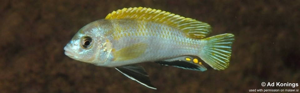 Labidochromis sp. 'perlmutt' Higga Reef